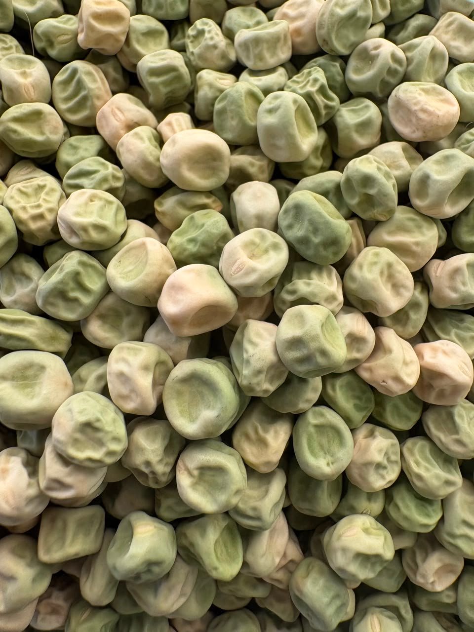 Pea AP3 - Image 3