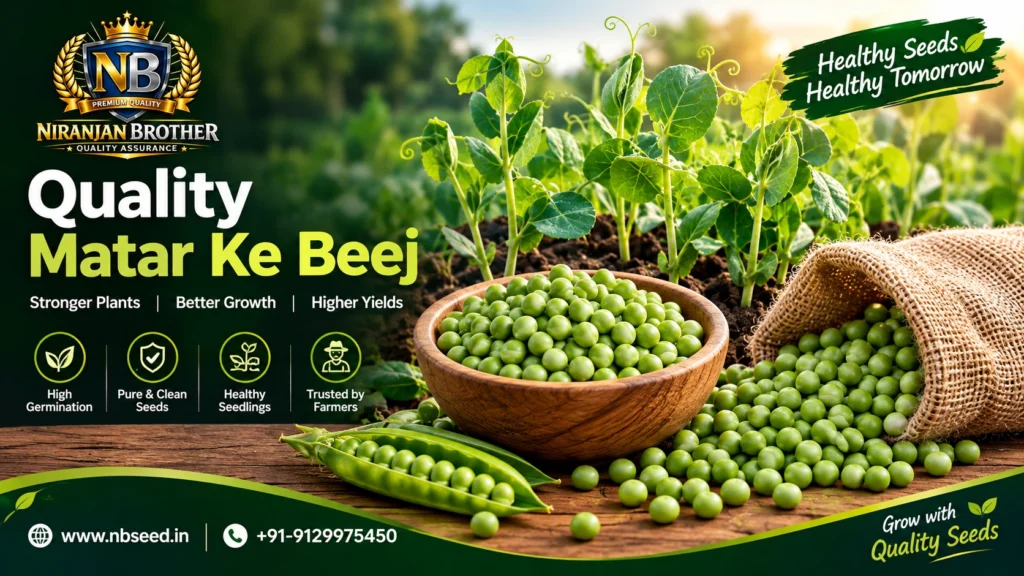 Why Quality Matar Ke Beej Matter