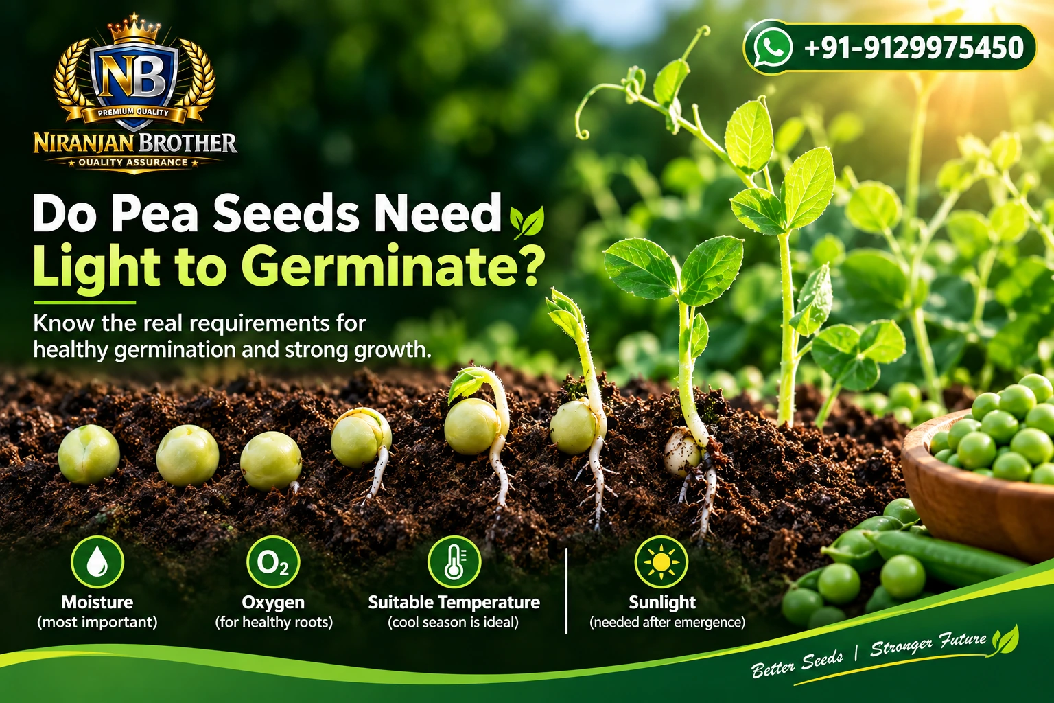 You are currently viewing Do pea seeds need light to germinate