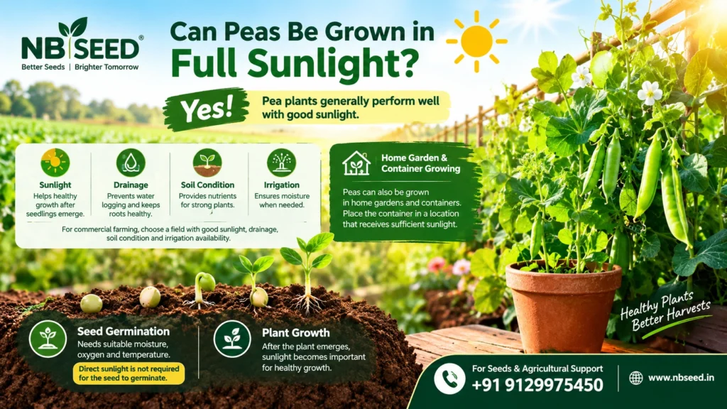 Can Peas Be Grown in Full Sunlight?