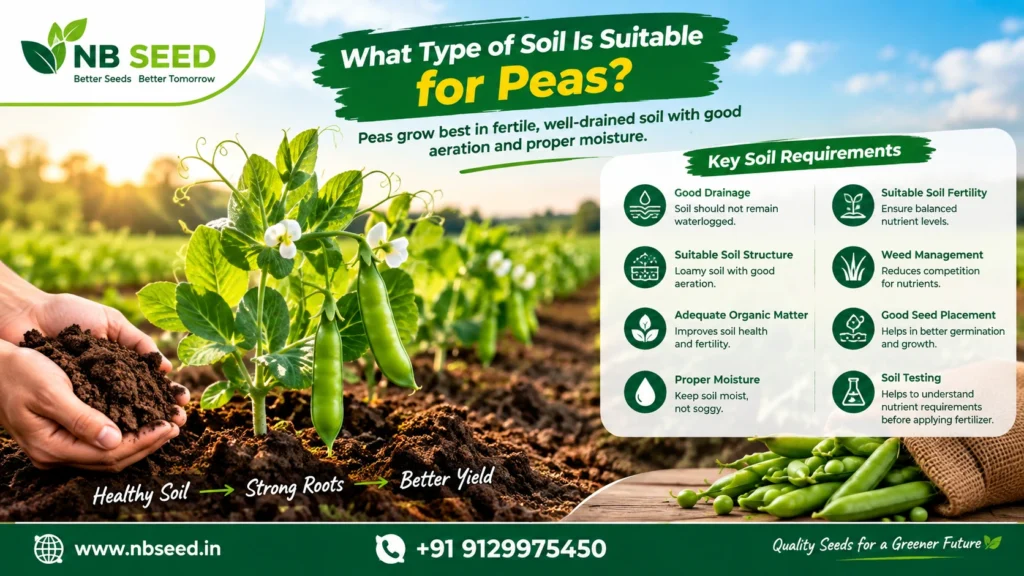 What Type of Soil Is Suitable for Peas?