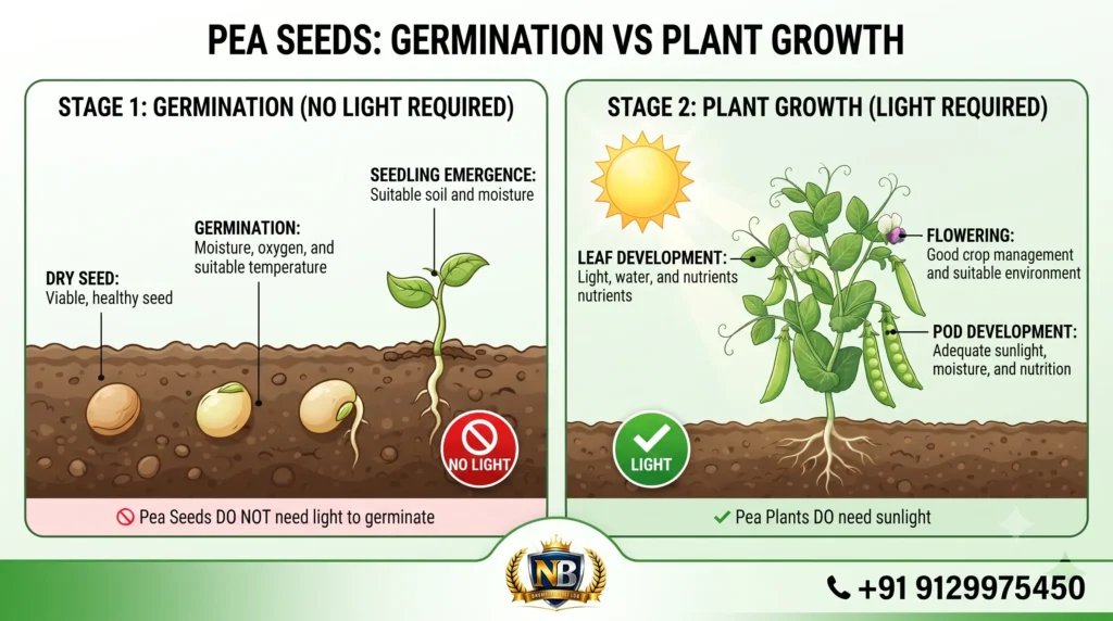 Pea Seeds: Germination vs Plant Growth
