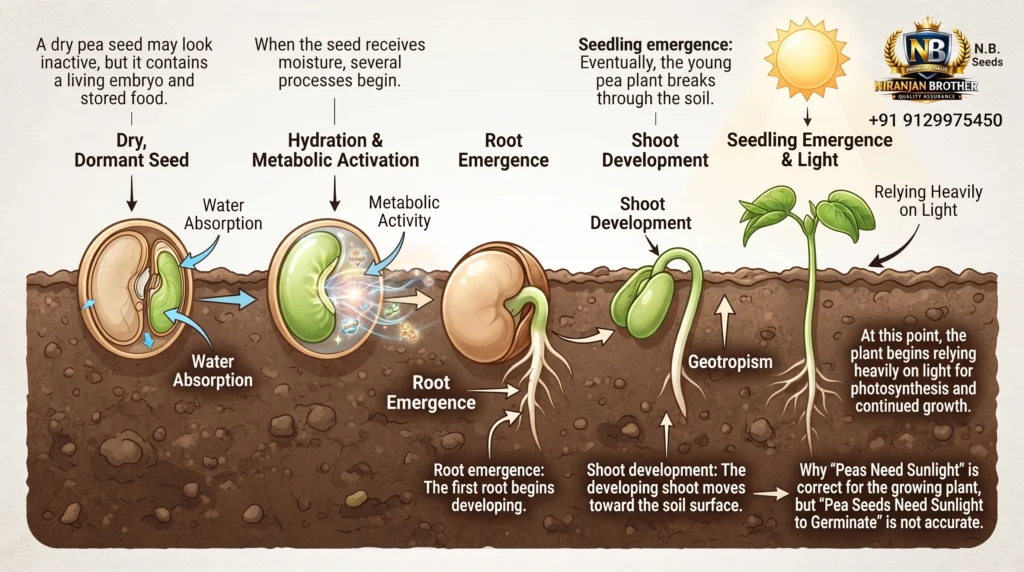 What Happens Inside a Pea Seed During Germination?