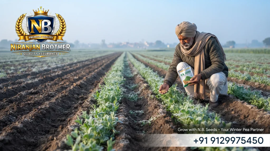 Pea Cultivation During Winter