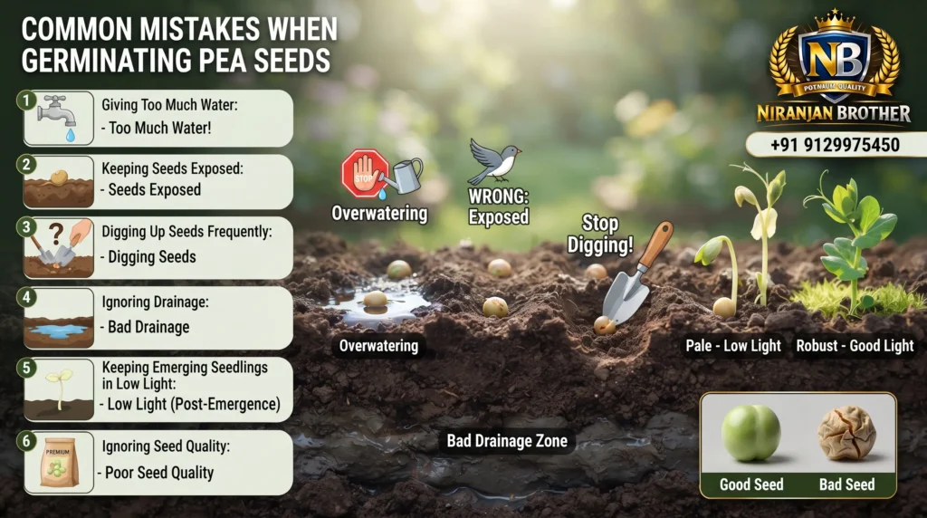 Common Mistakes When Germinating Pea Seeds