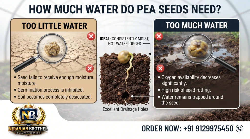 How Much Water Do Pea Seeds Need?
This is another area where beginners often make mistakes.
Newly sown pea seeds need moisture, but they do not need excessive water.
The soil should remain moist enough to support germination.
It should not remain flooded.
Too little water
If the soil becomes completely dry after sowing, the seed may not receive enough moisture to begin germination properly.
Too much water
If water remains around the seed for too long, oxygen availability can decrease and the risk of seed-related problems can increase.
Therefore, the target is somewhere between these two extremes.
Moist soil is good. Waterlogged soil is not.
For container gardening, always check whether excess water can escape through the drainage holes.