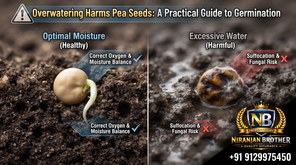 Why Over watering Pea Seeds Can Be Harmful