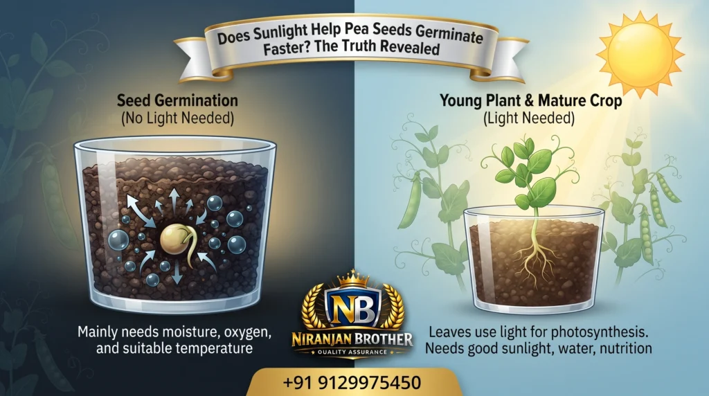 Does Sunlight Help Pea Seeds Germinate Faster?