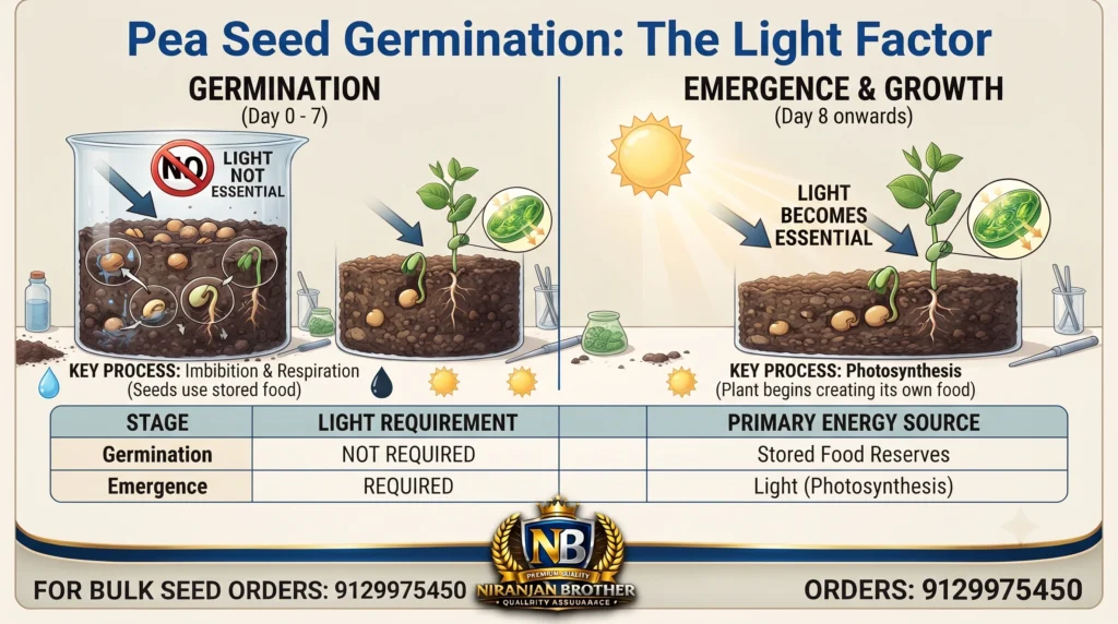 Do Pea Seeds Need Light During Germination?