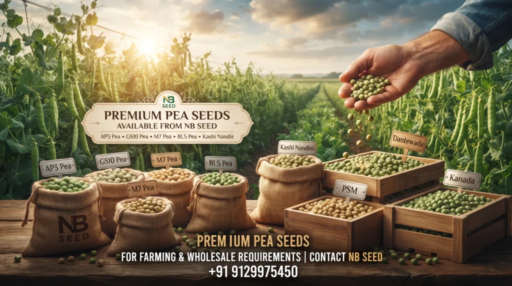 Pea Seeds Available from NB SEED