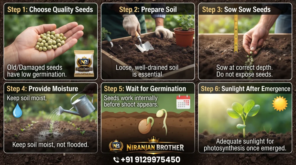 How to Germinate Pea Seeds Successfully