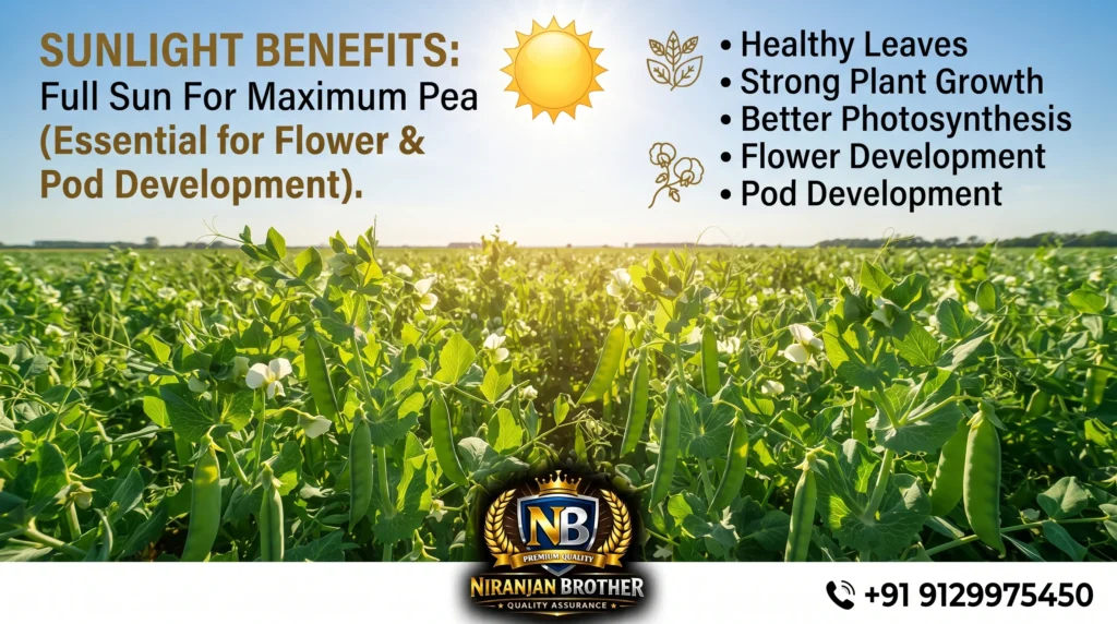 How Much Sunlight Do Pea Plants Need?