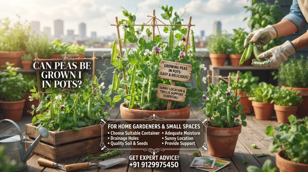 Can Peas Be Grown in Pots?