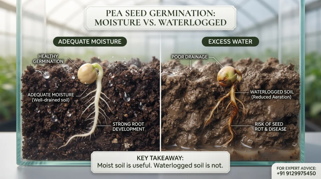 How Much Water Do Pea Seeds Need?